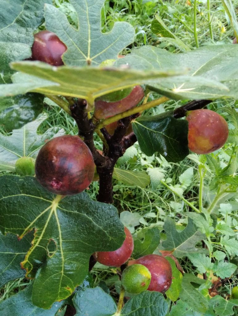 Rising Fig Bushes in Virginia