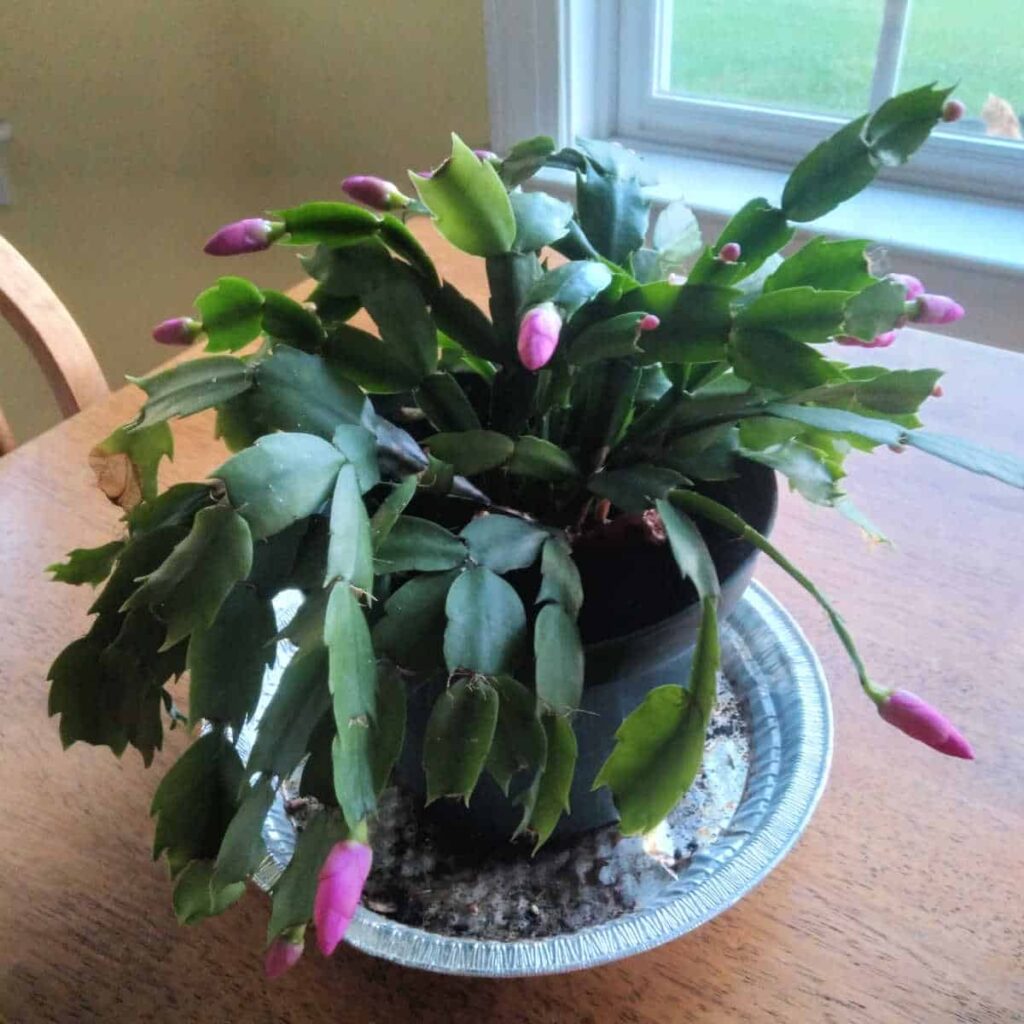 Schlumbergera x buckleyi – Christmas Cactus