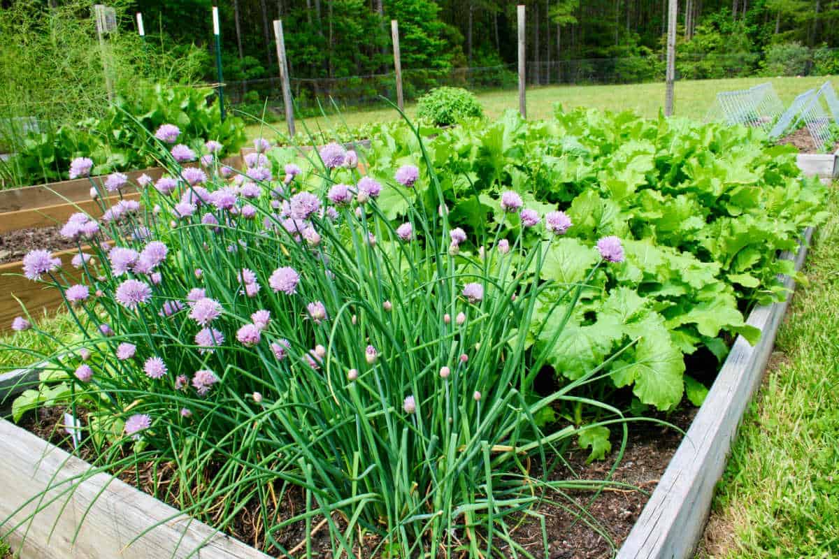 Rising Chives from Seed – House Backyard Pleasure