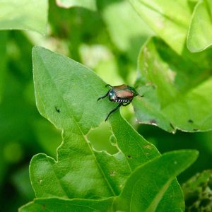 Basil Plant Profile: Rising Ideas, Culinary Makes use of, and Extra