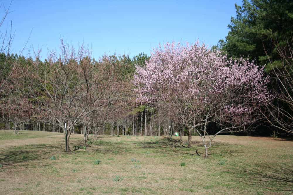 The way to Plant a Peach Tree