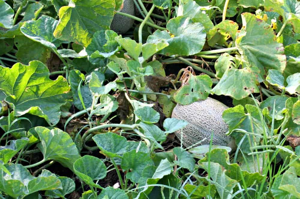 Simple Methods to Save Cantaloupe Seeds