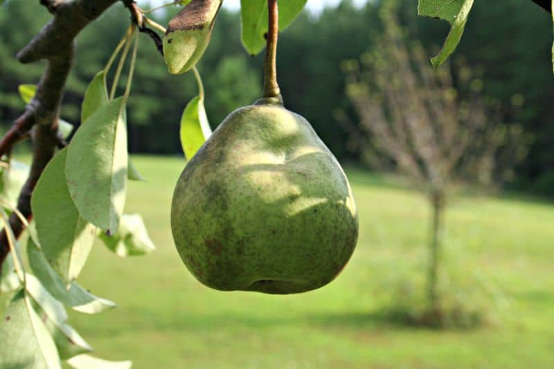 The place to Plant Fruit Timber